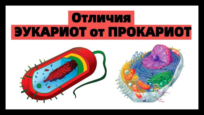 Чем эукариоты отличаются от прокариот решу егэ?
