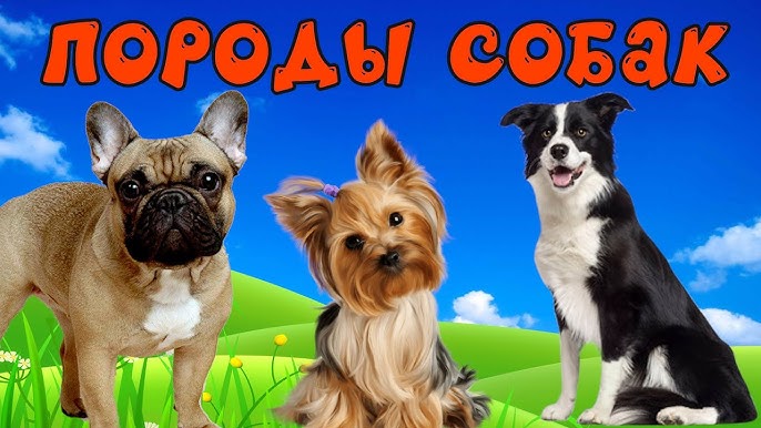 Чем лечить собаку от чумки в домашних условиях?