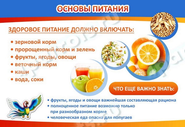 Чем можно кормить волнистых попугаев?