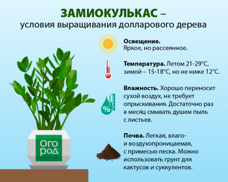 Чем можно подкормить долларовое дерево?