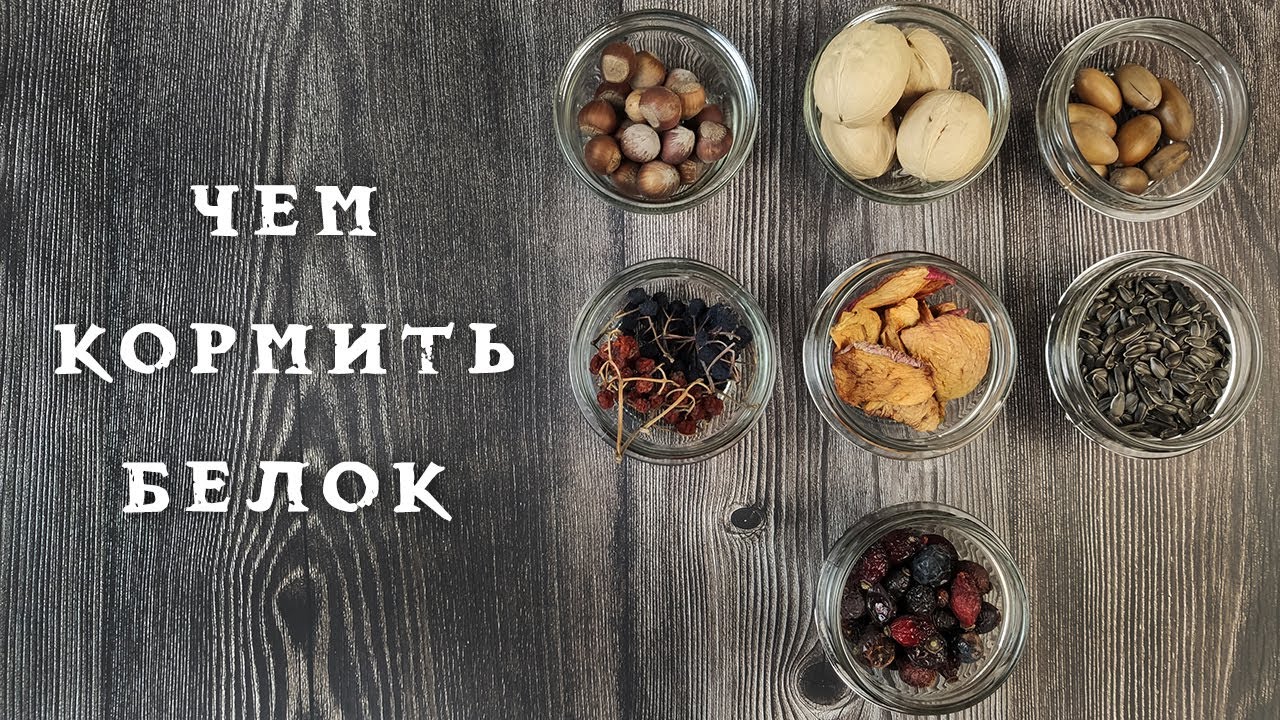 Чем можно прикормить белок?