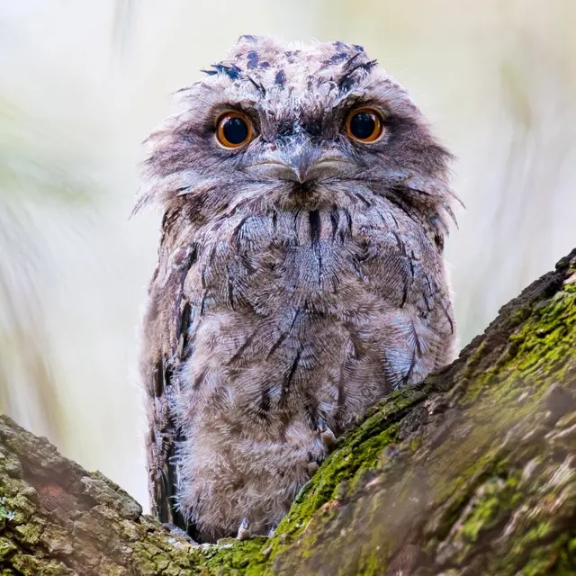 Чем нельзя кормить птиц зимой?