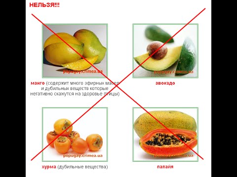 Чем нельзя кормить волнистых попугаев?
