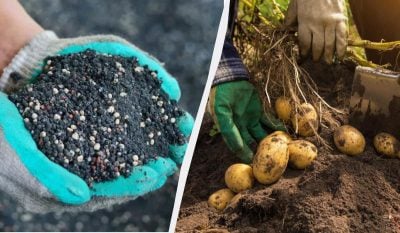Чем удобрить картошку после всходов?