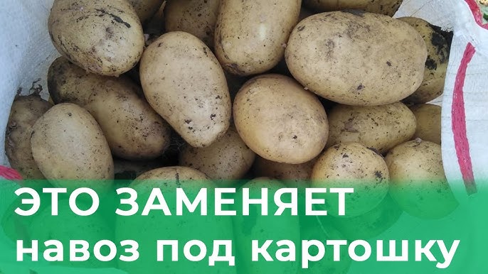 Чем удобрить землю под картошку Если нет навоза?