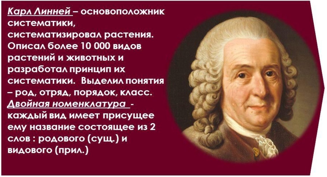 Чем знаменит Карол Линней?