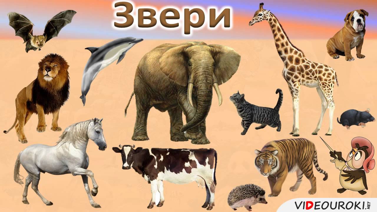 Чем звери отличаются от других животных 3 класс?