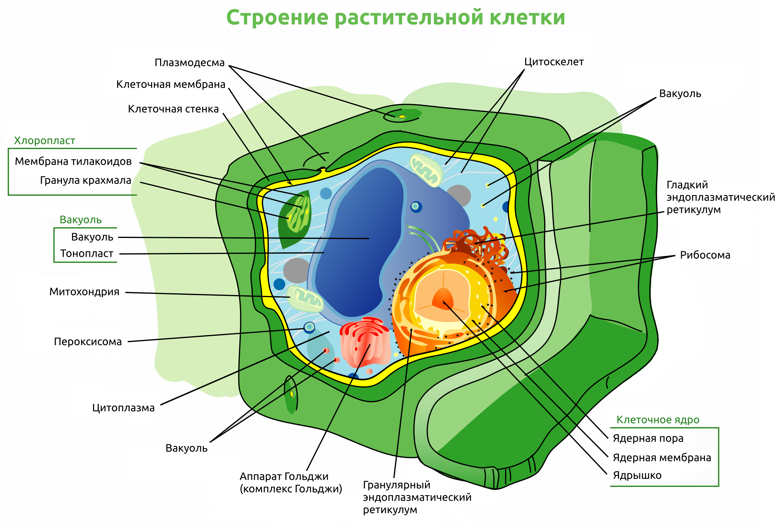 Что делает клеточная мембрана в клетке?