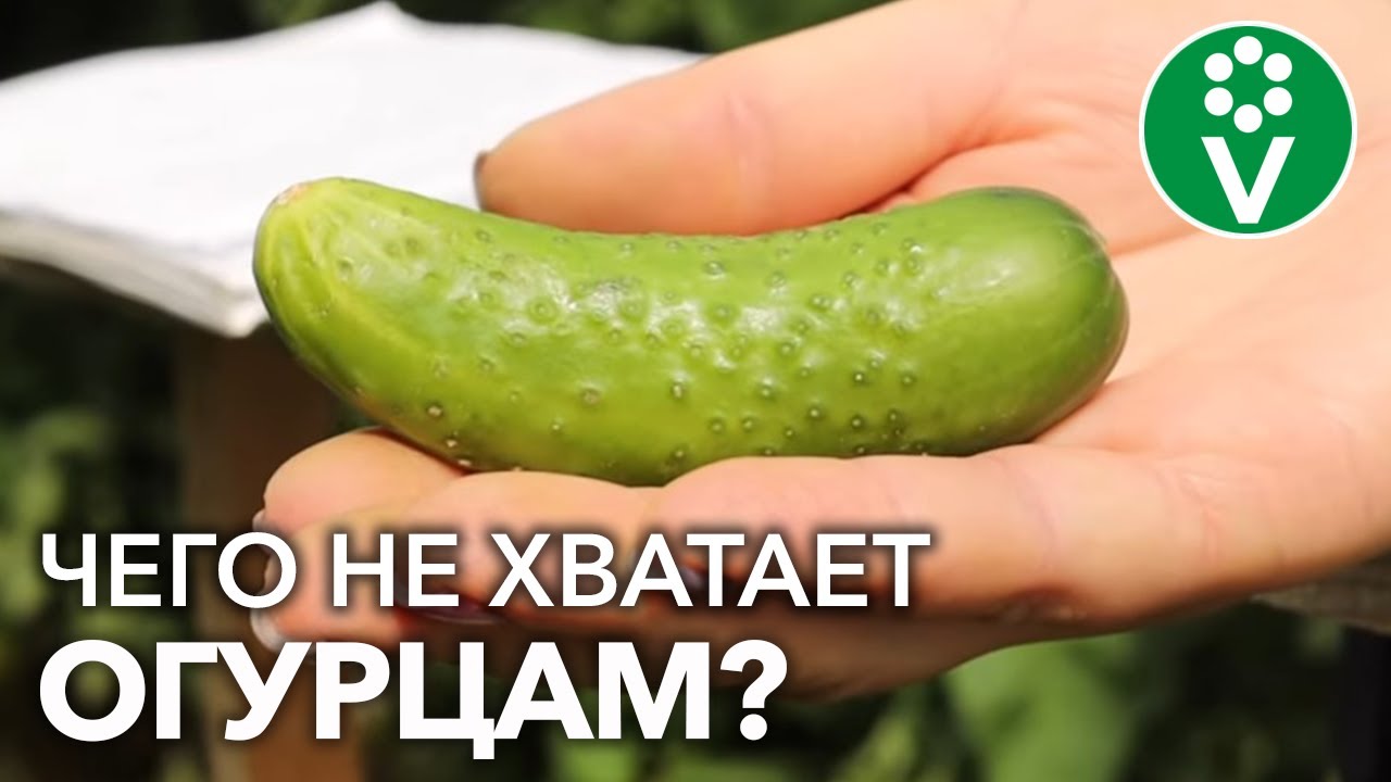 Что делать чтобы огурцы хорошо плодоносили?