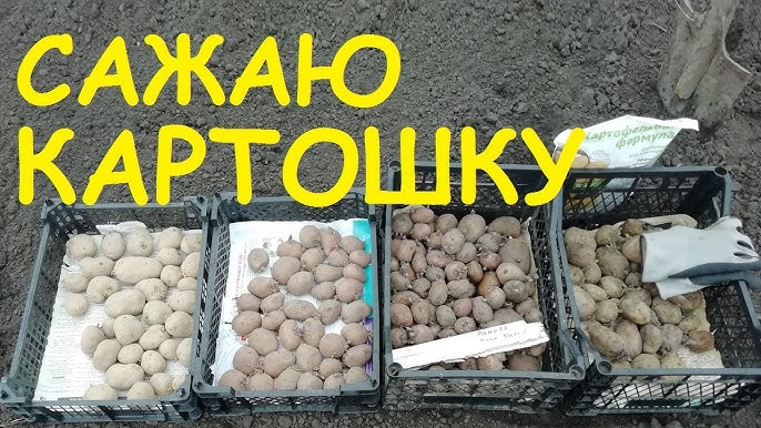 Что делать чтобы получить хороший урожай картофеля?