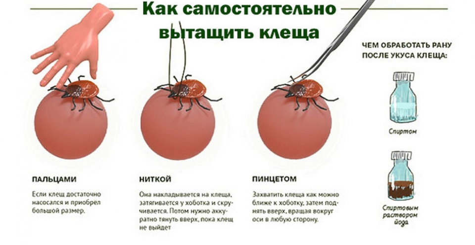 Что делать если температура после укуса клеща?