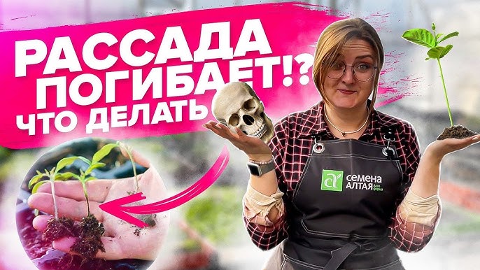 Что делать при переливе цветка?
