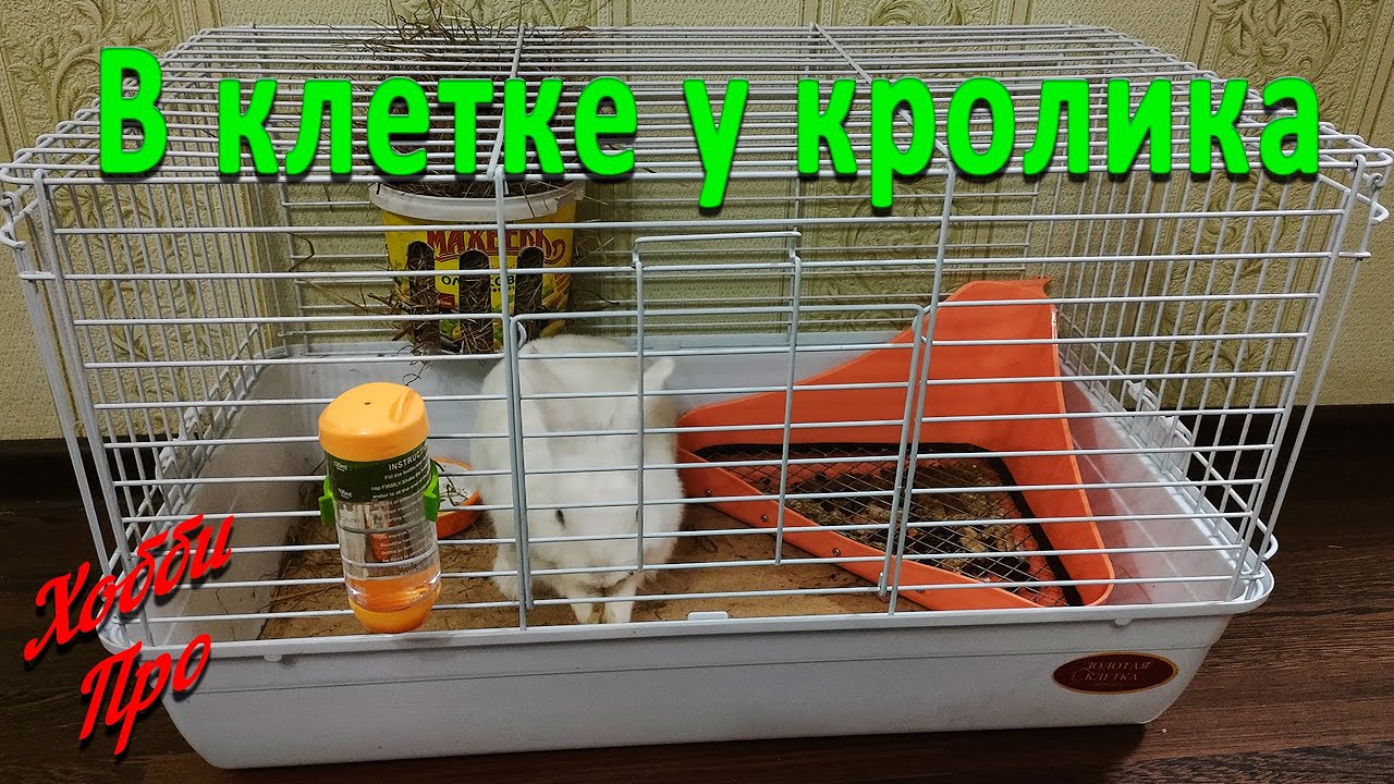 Что должно быть у декоративного кролика в клетке?