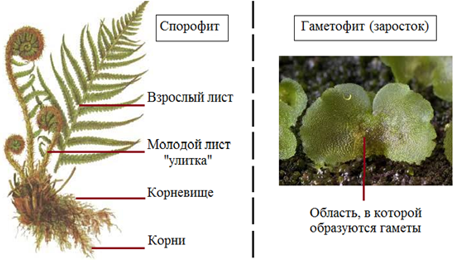 Что есть у папоротников чего нет у мхов?