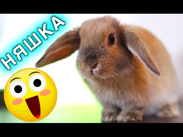 Что нужно для кролика в доме?
