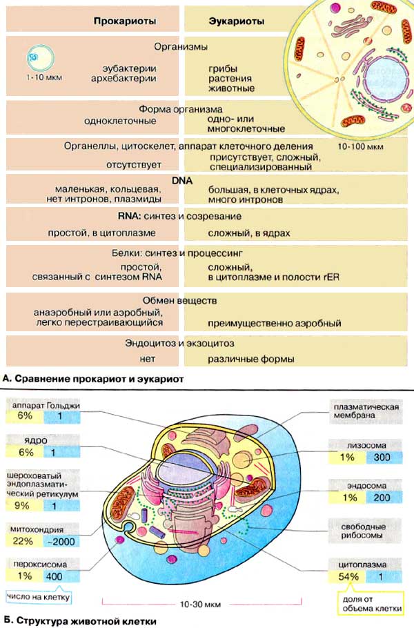Что общего между прокариотическими и эукариотическими клетками?