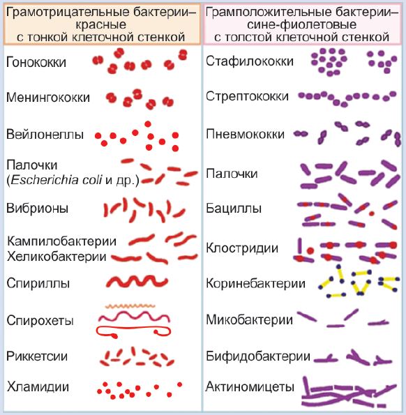 Что относится к грамотрицательным бактериям?