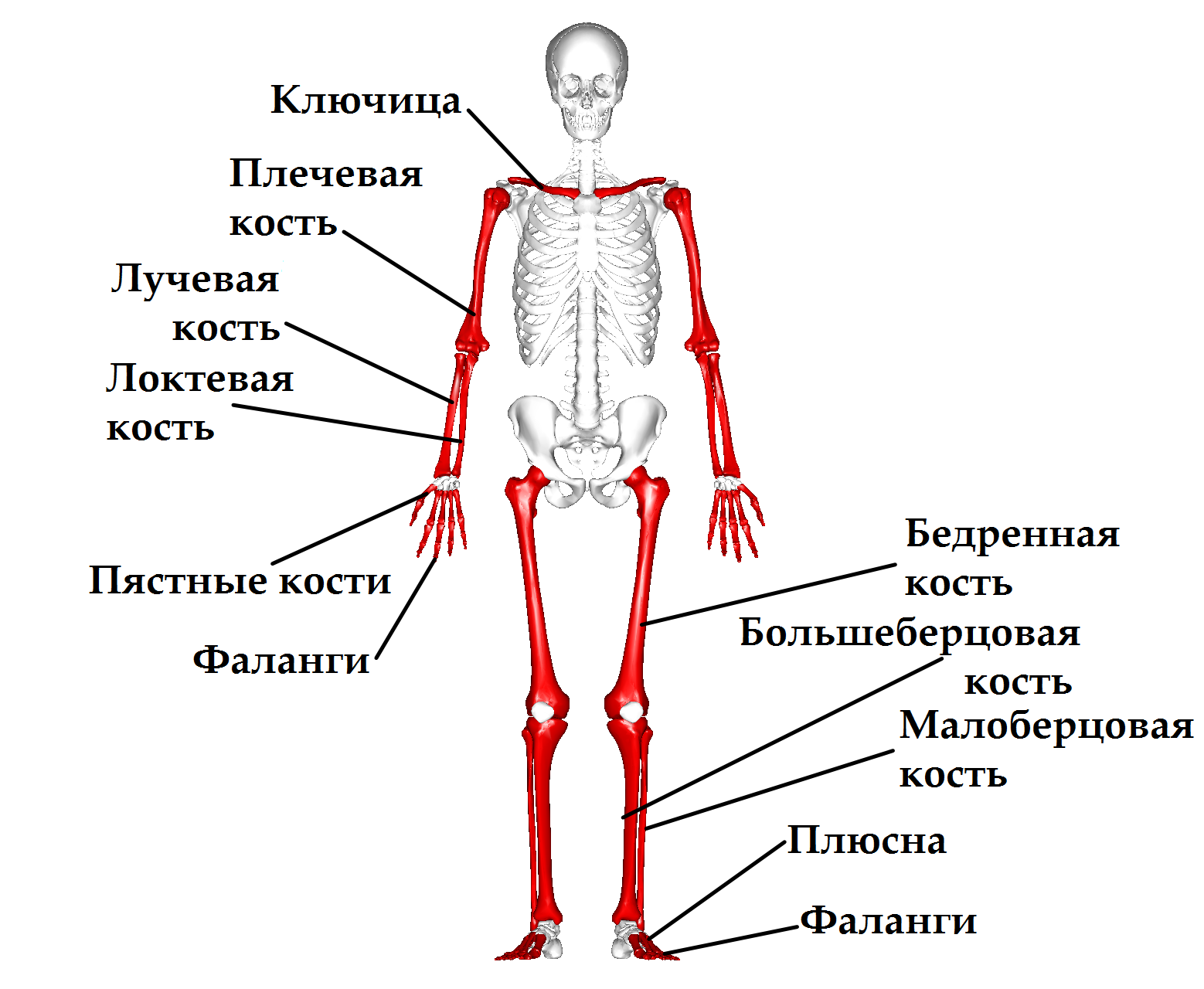 Что относится к трубчатым костям?