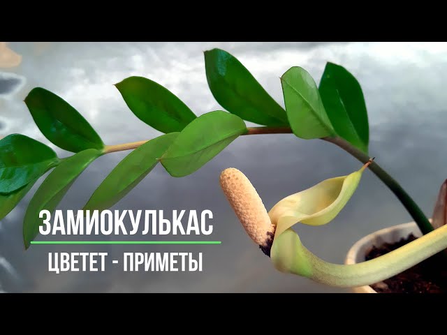 Что означает когда зацветает долларовое дерево?
