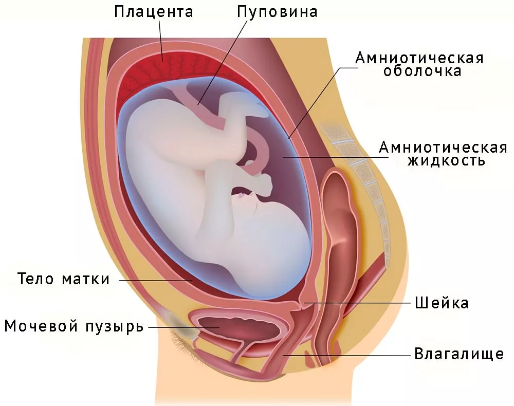Что происходит с яичниками во время беременности?