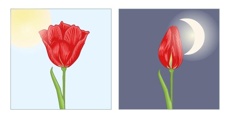 Что такое Фотопериодизм определение?