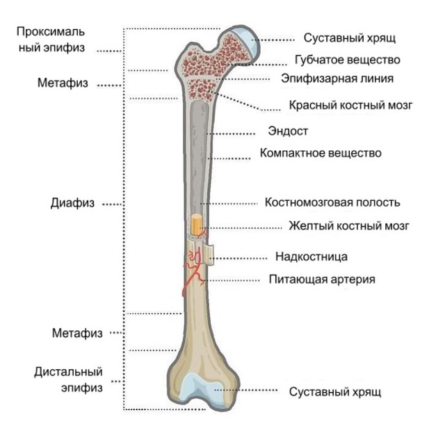 Что такое Метафиз?