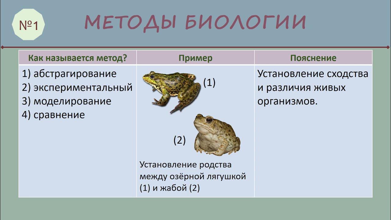 Что такое биология и примеры?
