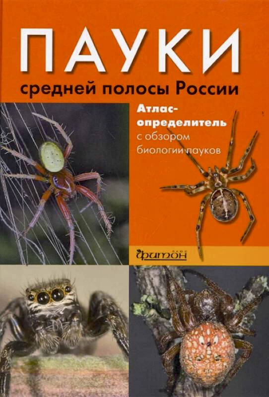 Что такое борозды в биологии?