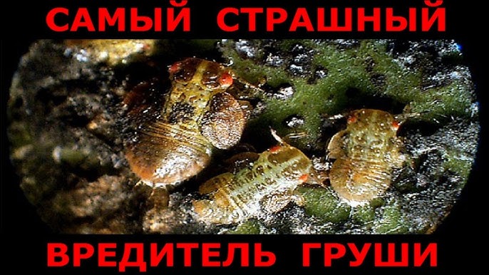 Что такое хранимый вредитель зерна?