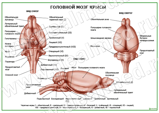 Что такое мозг крысы?