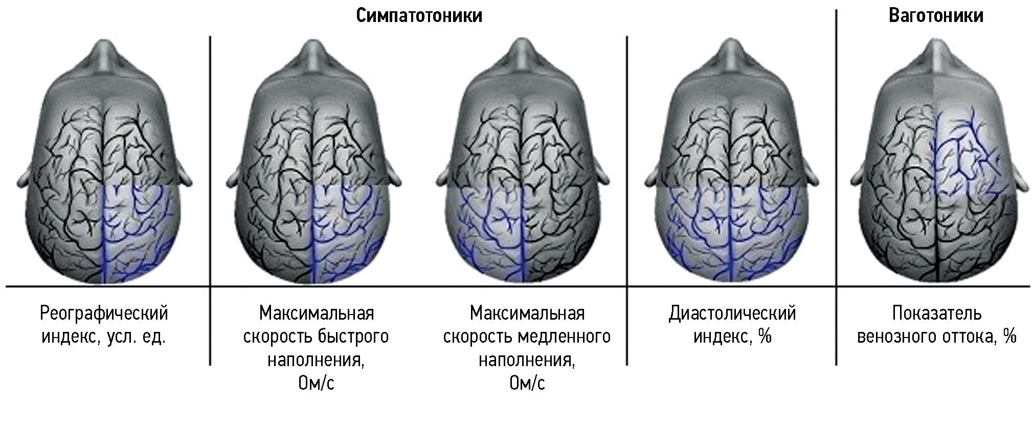 Что такое парасимпатический отток?