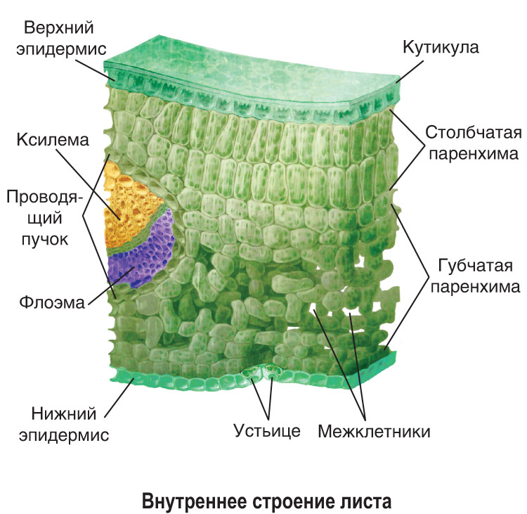 Что такое поперечное сечение листа?