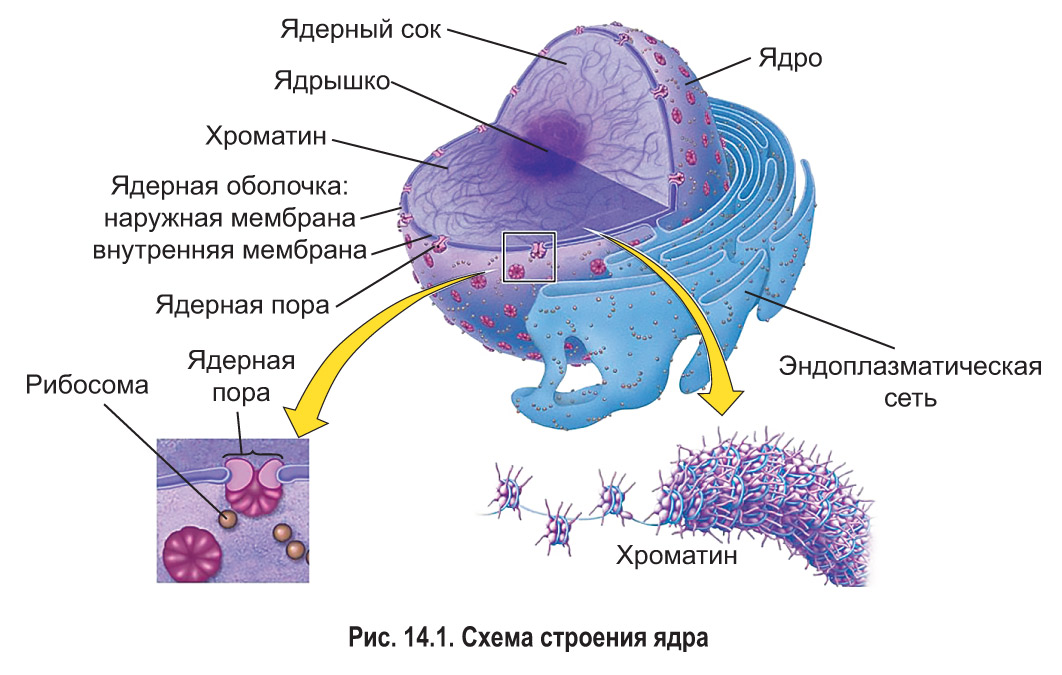 Что входит в состав ядра эукариотической клетки?