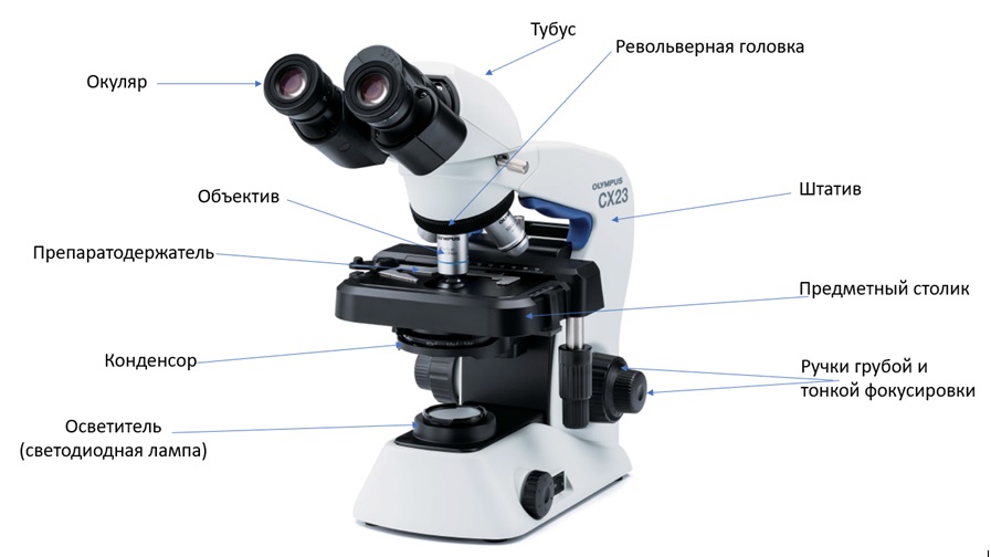 Для чего нужен окуляр в микроскопе кратко?