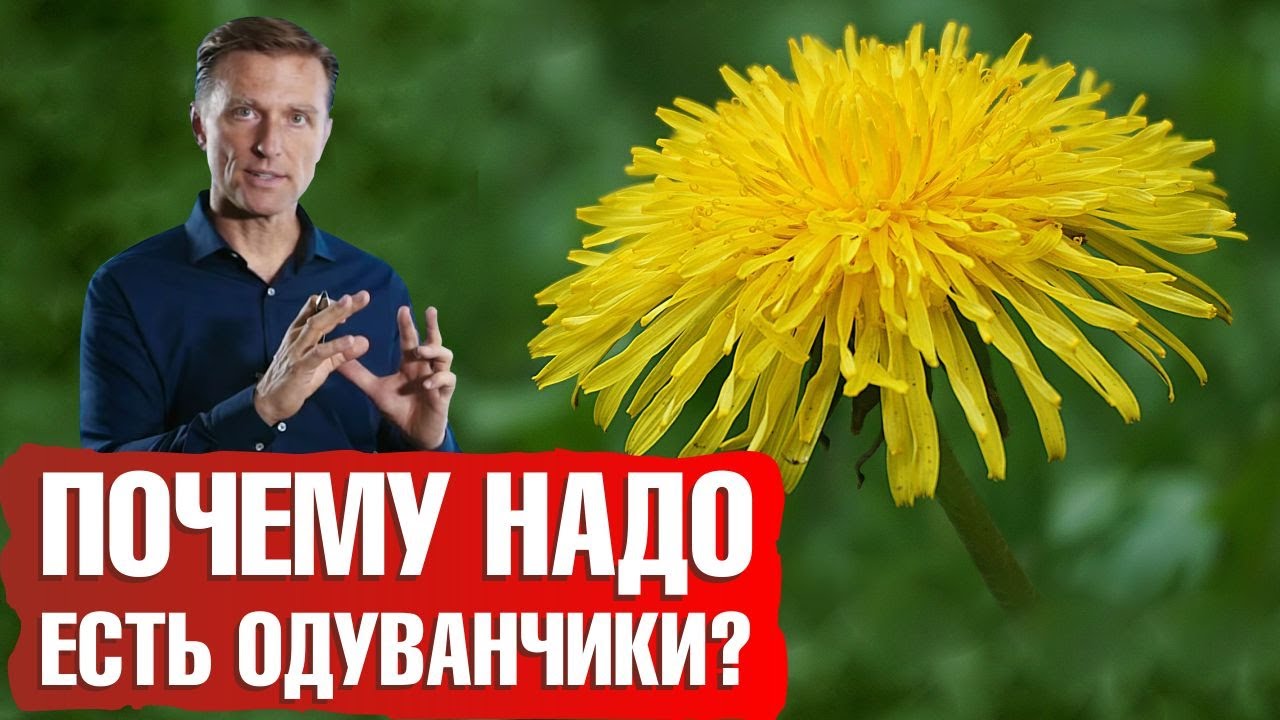 Для чего нужны цветы одуванчика?