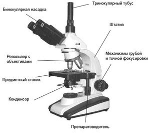 Для чего предназначен окуляр в микроскопе?