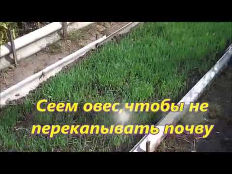 Для чего сеют овес в огороде?