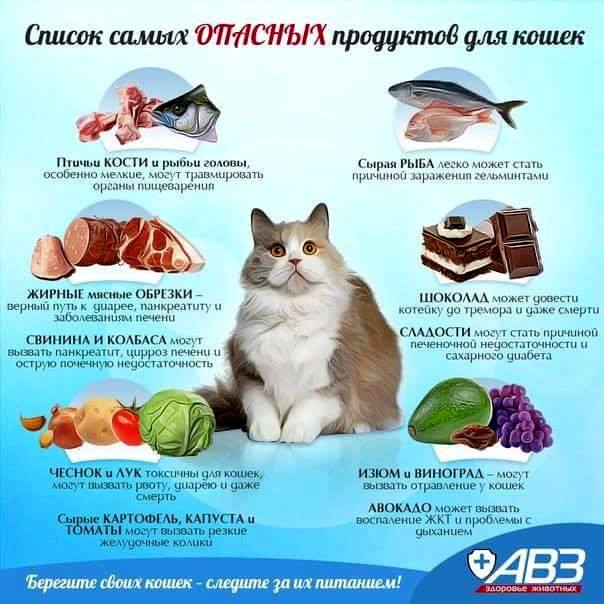 Едят ли кошки собственных котят?