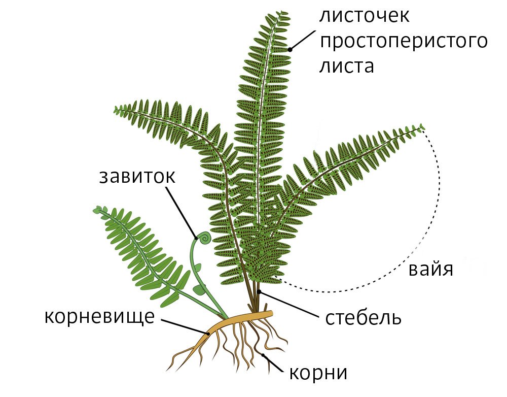 Есть ли у папоротников листья?