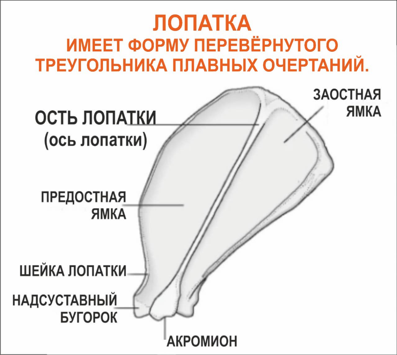 Есть ли у собак лопатка?