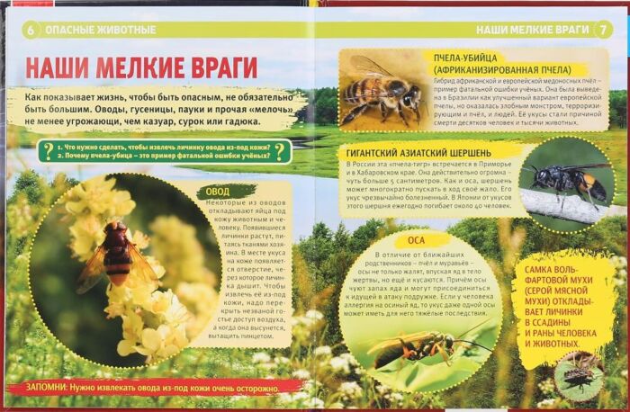 Есть ли в Японии опасные насекомые?