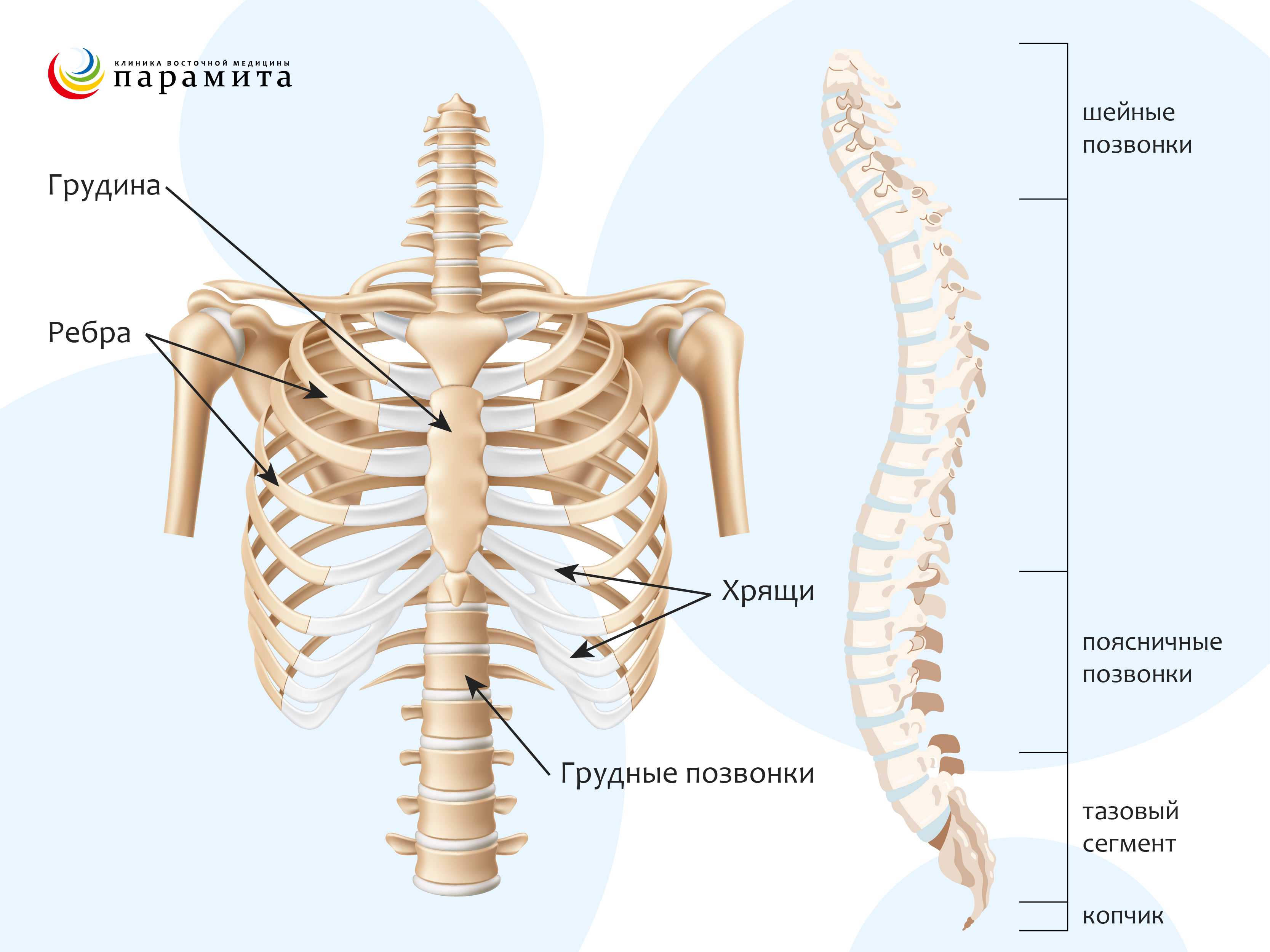 Где начинаются грудные позвонки?