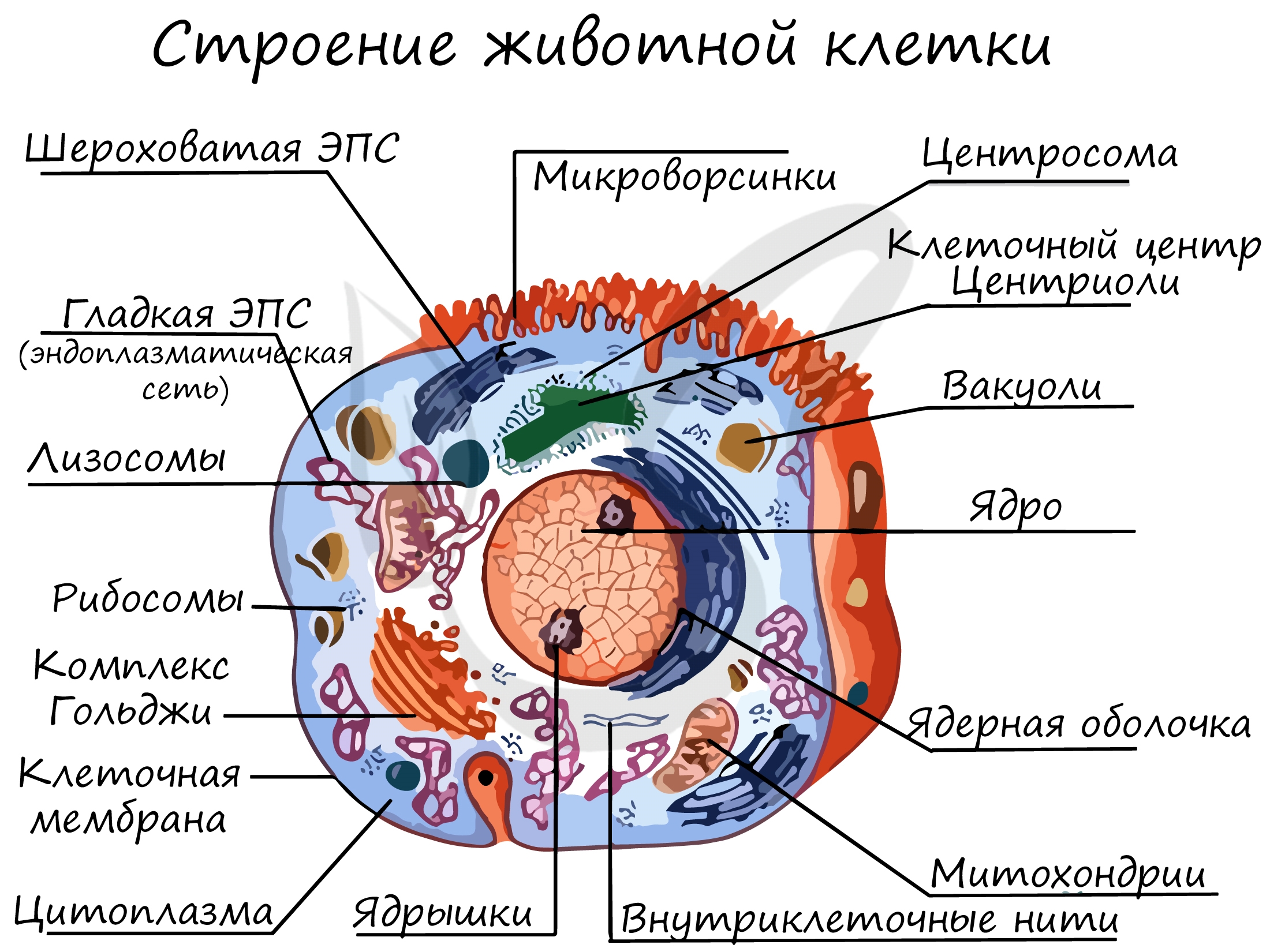 Где находятся органоиды в клетке?