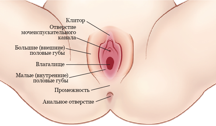 Где находится мочеточник у женщин?