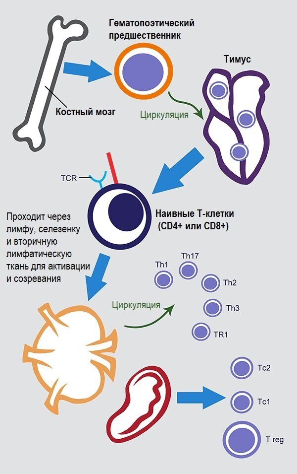 Где происходит созревание Т лимфоцитов?