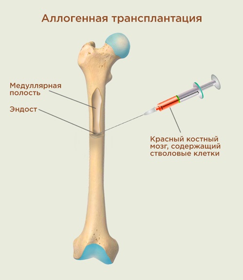 Где производятся стволовые клетки?