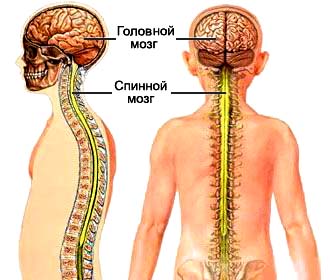 Где у человека находится спинной мозг?
