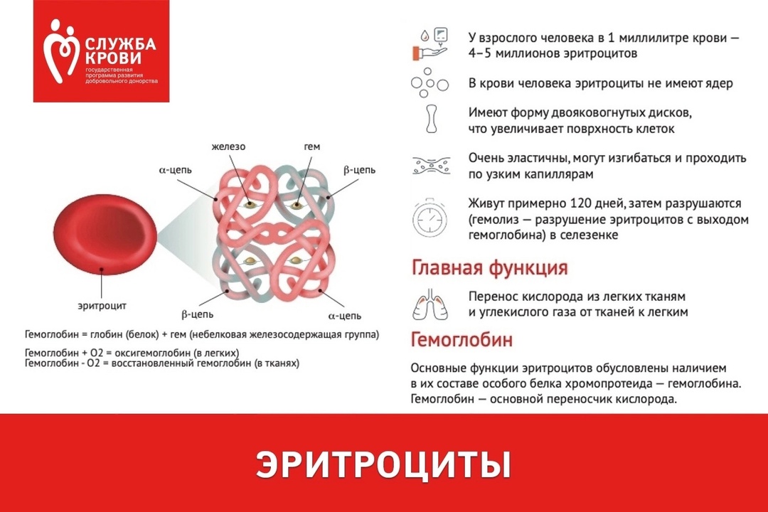 Где у человека разрушаются эритроциты?
