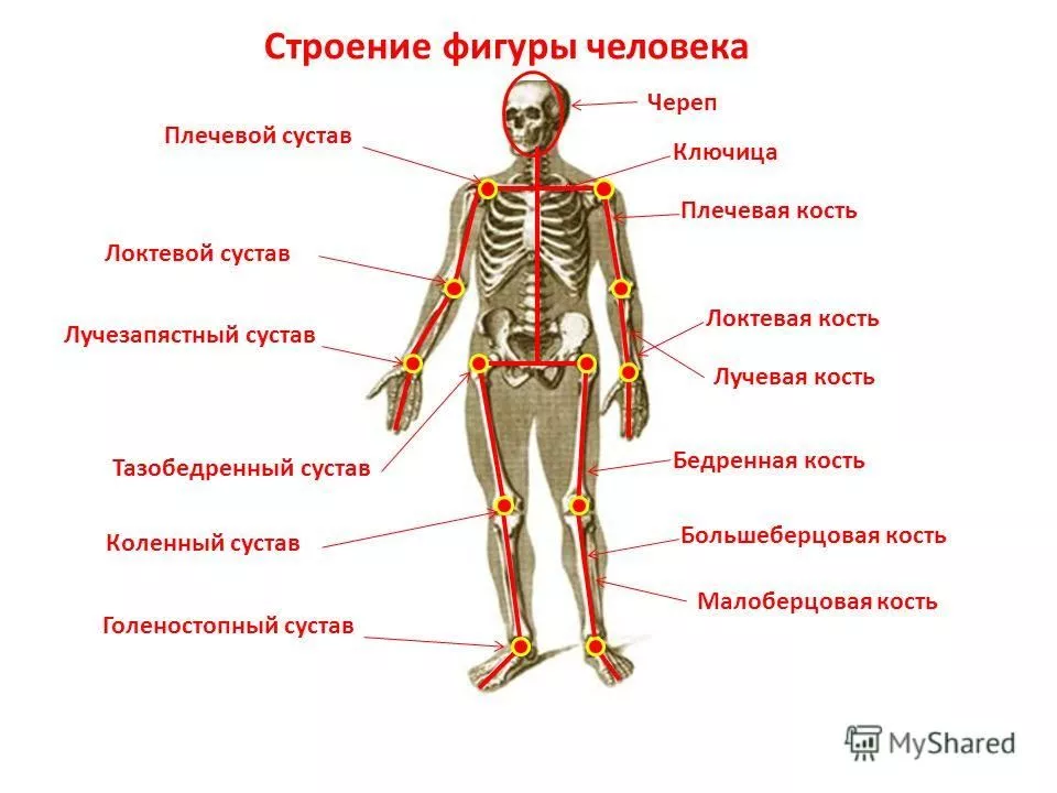Где у человека суставы?