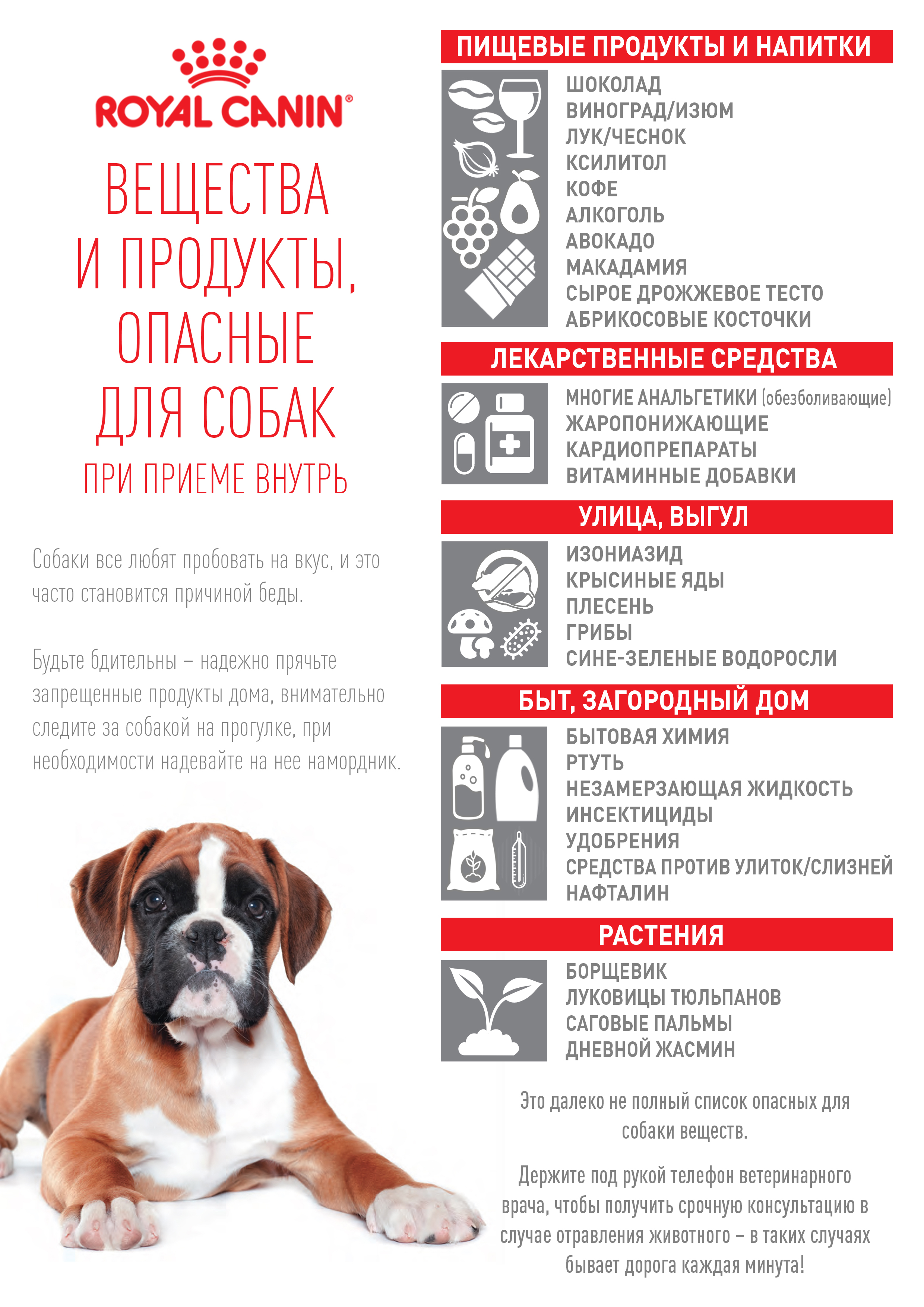Ядовиты ли пальмы для собак?